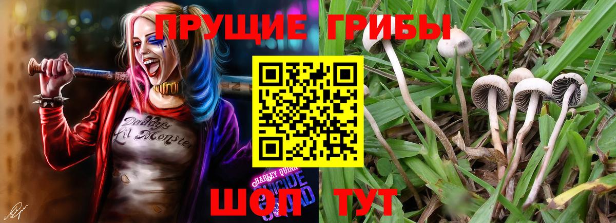 где продают наркотики  Вход с VPN  Псилоцибиновые грибы Psilocybine cubensis  Кинешма  Псилоцибиновые грибы Psilocybe 